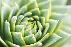 Image result for Nature Plants