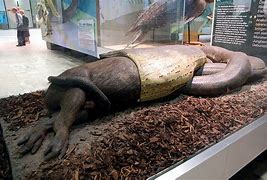 Image result for Biggest Snake in the World Eating