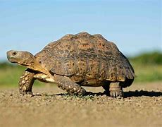 Image result for Tortoise