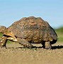 Image result for Tortoise Race