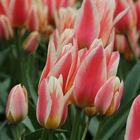 Image result for Tulipa Quebec