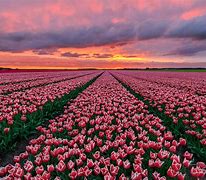 Image result for Wallpaper of Tulips 1200X1600