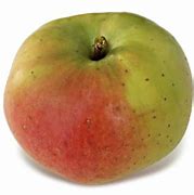 Image result for Yellow Bellflower Apple