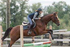 Image result for Horse Jumping Position