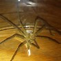Image result for Brown Recluse Spider