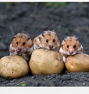 Image result for Hamster Familie. Size: 176 x 185. Source: www.pinterest.co.uk
