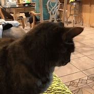 Image result for Ignore Cat