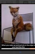 Image result for Sitting Fox Meme