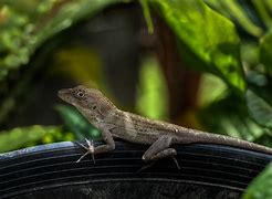 Image result for anolis_cybotes