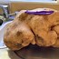 Image result for Largest Potato