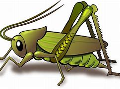 Image result for Crickets Outline Animal Easy
