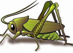 Image result for Cricket Bug in a Suit
