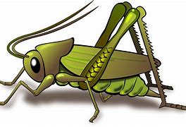 Image result for Cricket Insect Mouth