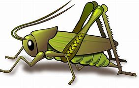 Image result for Cricket Bug PNG Clip Art