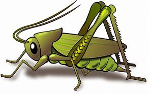 Image result for Agressive Cricket Insect Cartoon