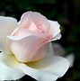 Image result for Funeral Flower Quotes