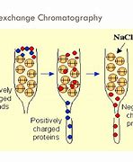 Image result for Ion Exchange Chromatography
