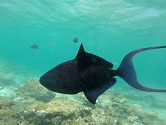 Image result for Red Fang Triggerfish