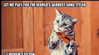 Image result for Meow Funny Cat Meme