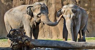Image result for Los Angeles Zoo Elephants