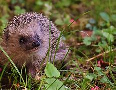 Image result for Are Hedgehogs Rodents
