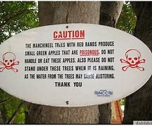 Image result for Manchineel Tree Toxic