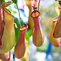 Image result for Plants with Weird Names