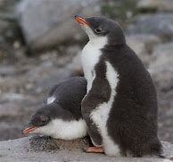 Image result for Cute Baby Gentoo Penguins