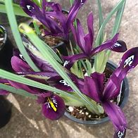 Image result for Iris reticulata Pauline