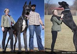Image result for World's Largest Dog