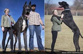 Image result for Second Biggest Dog in the World