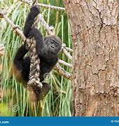 Image result for Gorilla Climbing Rope