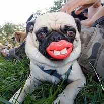 Image result for Funny Dog Faces