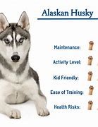 Image result for Difference Between Alaskan Husky and Siberian