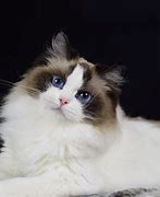 Image result for Cute Ragdoll Cats