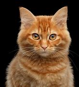 Image result for Yellow and Orange Tabby Cat