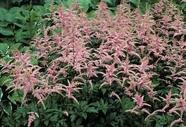 Astilbe Bressingham Beauty (Arendsii-Group) に対する画像結果