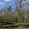 Image result for Sorbus aucuparia