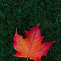 Image result for Maple Leaves Wallpaper