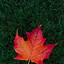 Image result for Maple Leaf iPhone Wallpaper