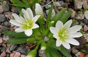 Image result for Lewisia nevadensis