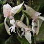 Image result for orquidáceo