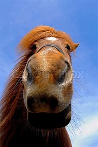 Image result for Horse Face Alamy