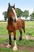 Image result for Giant Shire Horse