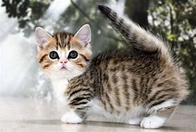 Image result for Munchkin Cats New York