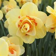 Bildergebnis für Narcissus Ascot