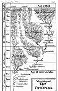 Image result for Timeline of Evolution Chart