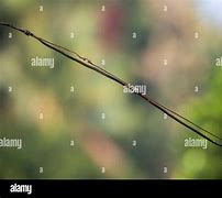 Image result for Stray Wire