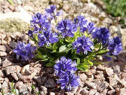 Image result for Polygala calcarea Lillet