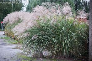 Afbeeldingsresultaten voor Miscanthus sinensis Goliath